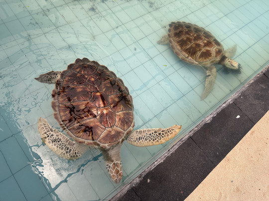 Sea Turtle Village-沙努尔必去景点