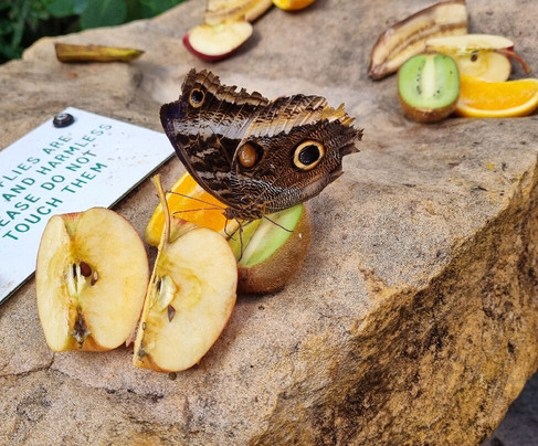 Stratford Butterfly Farm-埃文河畔斯特拉特福必去景点