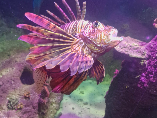 Sea Life Scarborough-斯卡伯勒必去景点