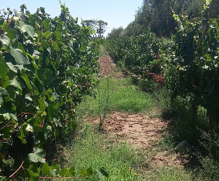 Bodega Atilio Avena-门多萨必去景点