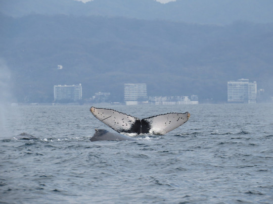 Ocean Friendly Whale Watching Tours-瓦拉塔港必去景点