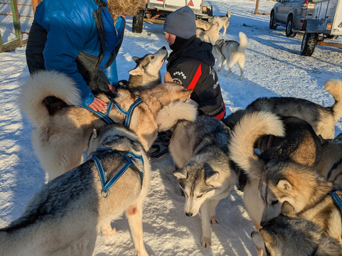 Snow Dogs-米湖必去景点