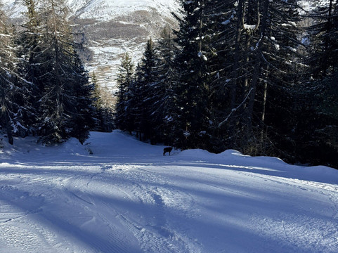 Funivie Gran Paradiso-科涅必去景点