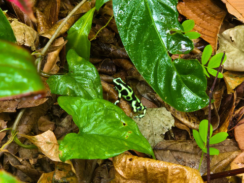 Ara Manzanillo-Manzanillo必去景点