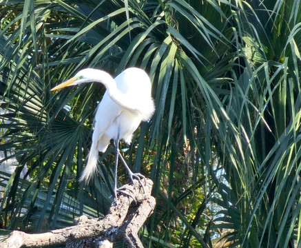 St. Augustine Alligator Farm Zoological Park-圣奥古斯丁必去景点