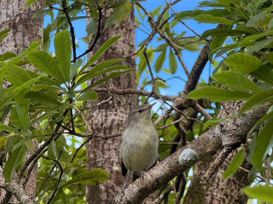Mauritian Wildlife Foundation (MWF)-Vacoas必去景点