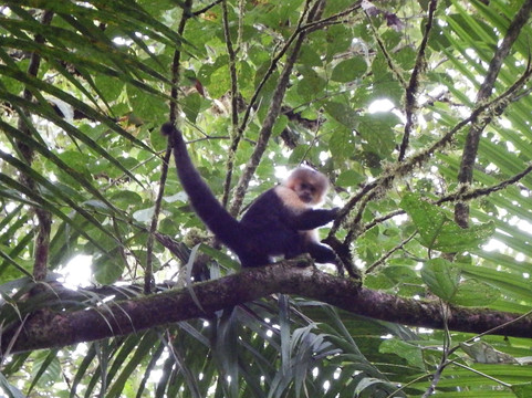 Rio Celeste-Tenorio Volcano National Park必去景点