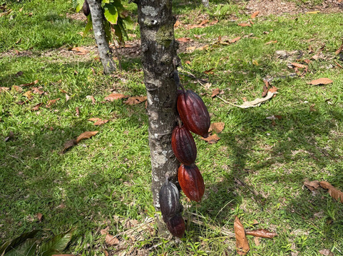 Hamakua Chocolate Farm-帕派科欧必去景点