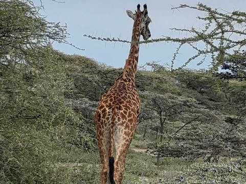Serengeti Silence - A Tour Operator-阿鲁沙必去景点