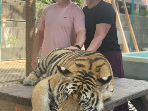 Tiger Park Pattaya-芭堤雅必去景点