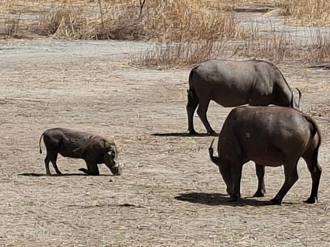 Gambia and Senegal tours with Ebrima-Tanji必去景点