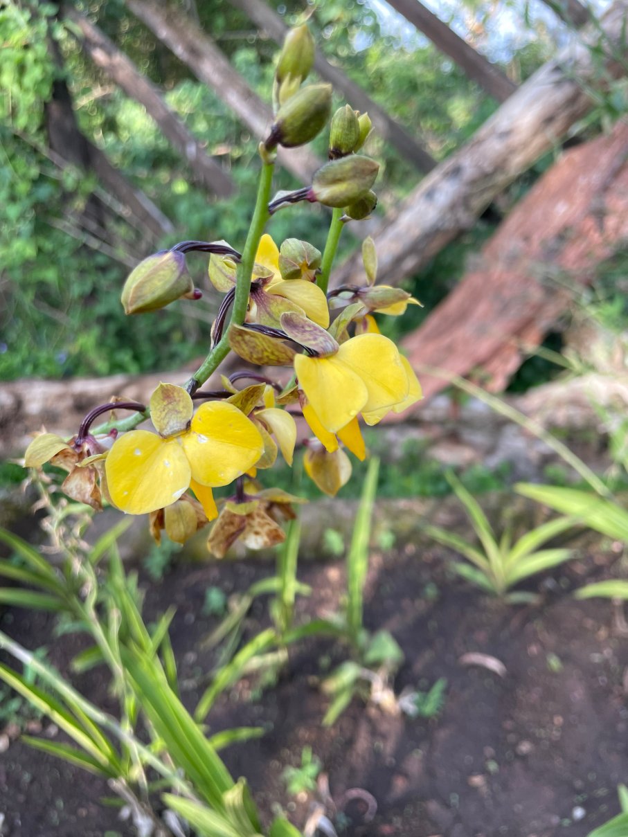 恩戈罗恩戈罗塞雷纳狩猎旅馆-官方