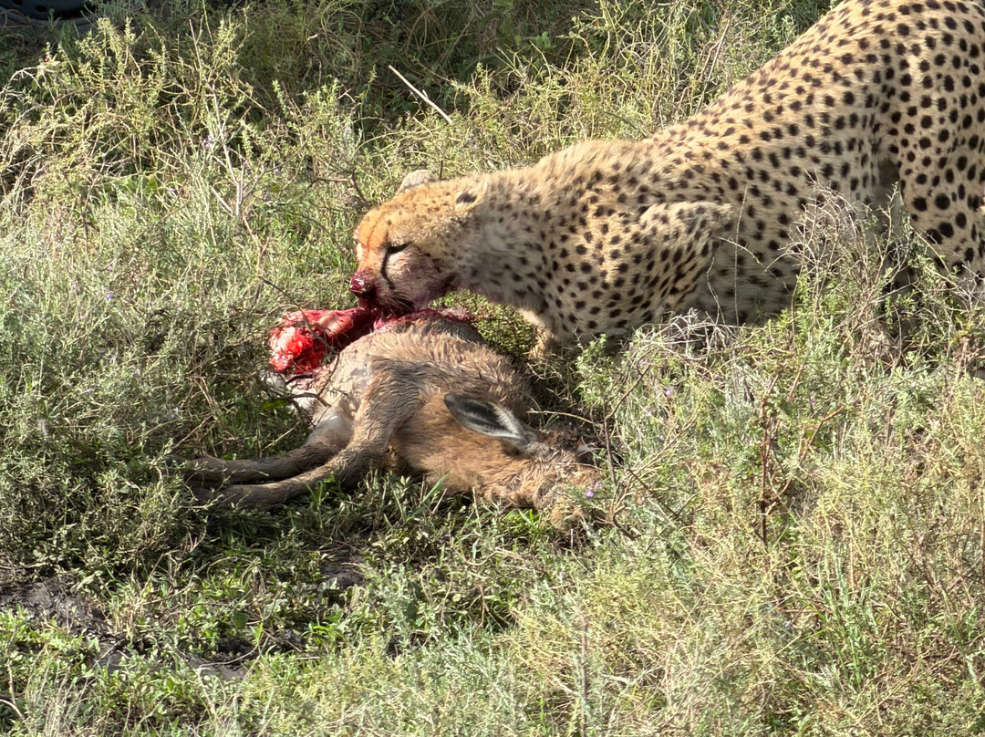 Makasa Tanzania Safaris-莫西必去景点