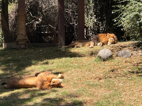 Zoológico de Chapultepec-墨西哥城必去景点