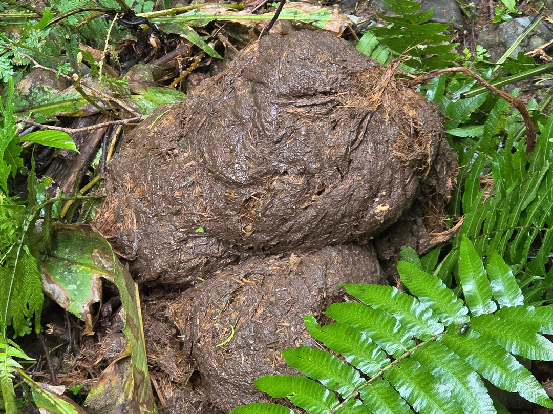 Orangutan Treking Camp-武吉拉旺必去景点