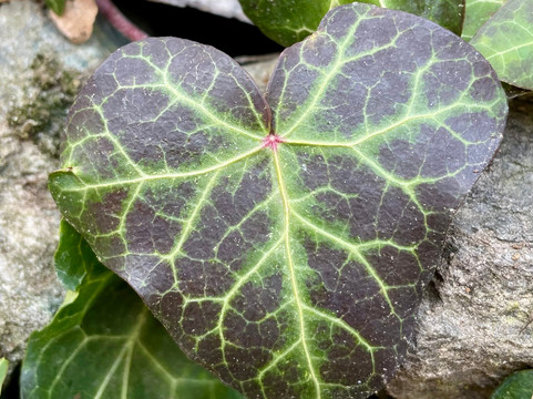 Bed & Breakfast Gabriella主图