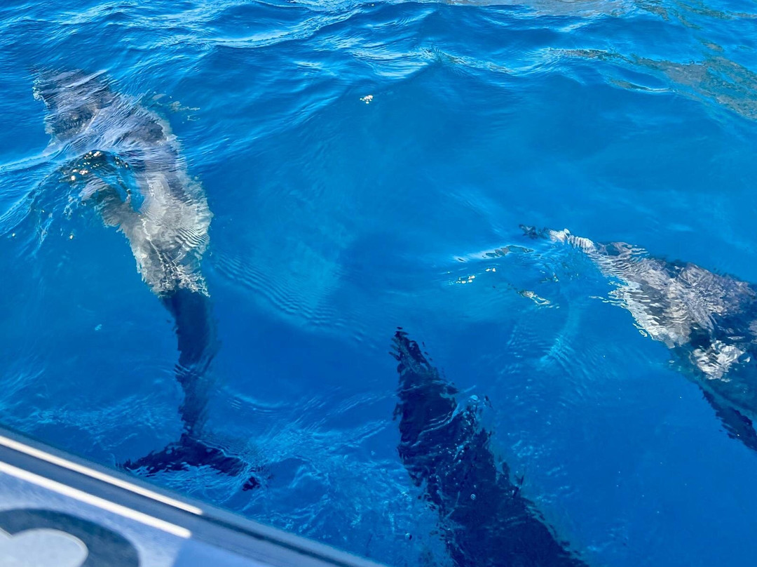 Kona Ocean Experience-凯鲁瓦-柯纳必去景点