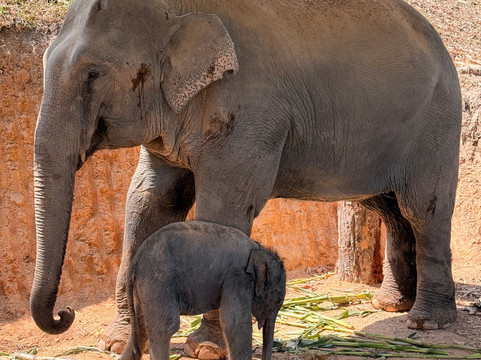 Pon Elephant Thailand-清迈必去景点