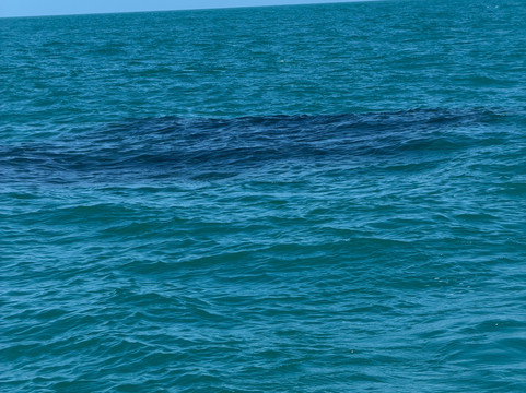 Fired Up Fishing Charters-卡纳维拉尔港必去景点