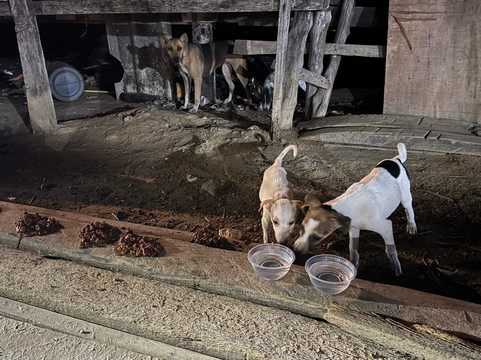 Koh Mak Temple-玛岛必去景点