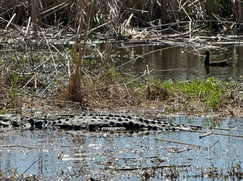 Airboat Express - Tours-Spanish Fort必去景点