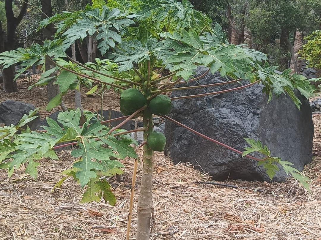 Jardin Botanico del Descubrimiento de Vallehermoso-Vallehermoso必去景点