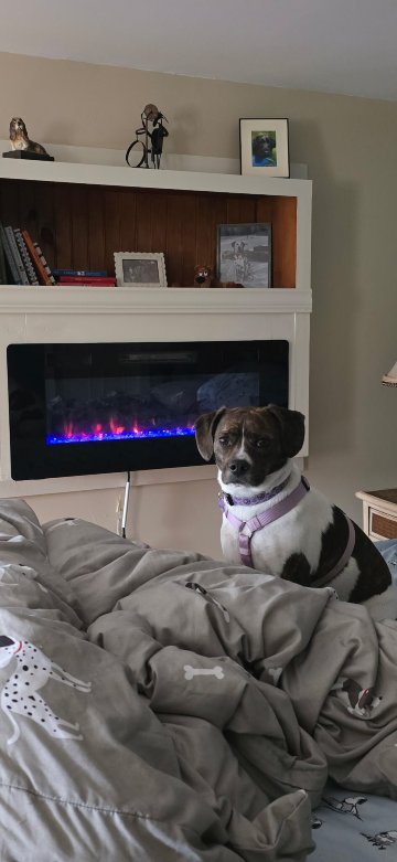 The Paw House Inn-官方