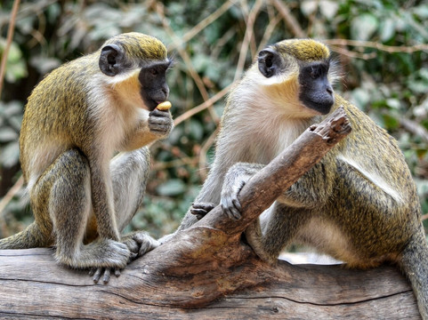 Monkey Park Senegambia-塞瑞库达必去景点