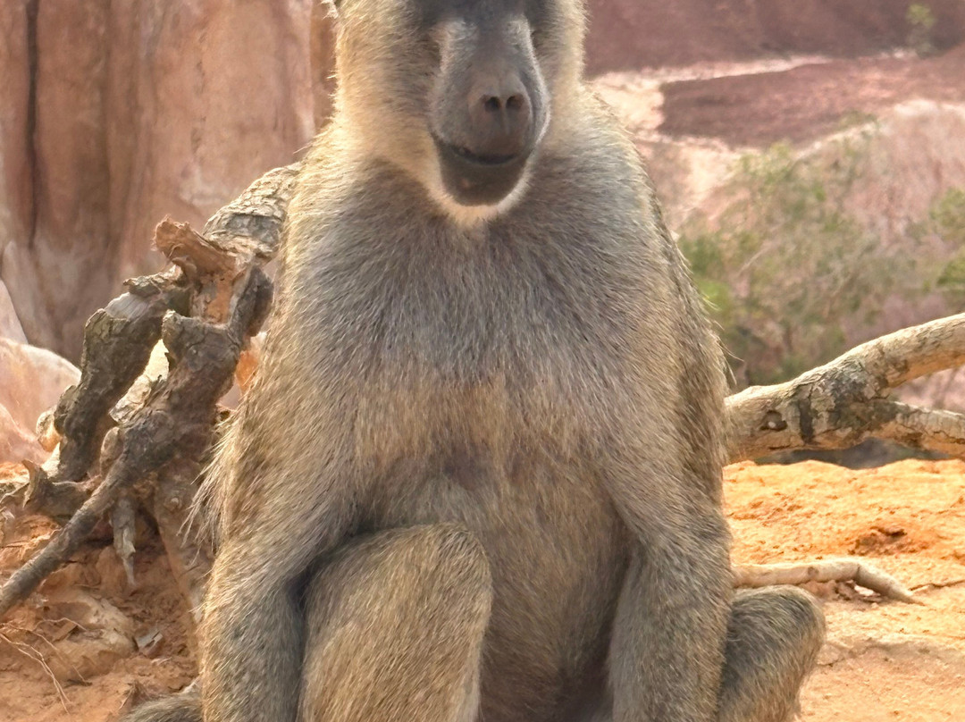 Safari In Kenya Con Samba-瓦塔木必去景点