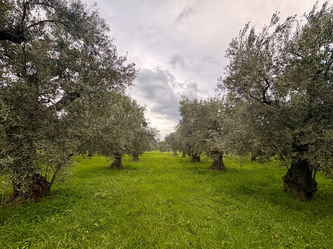 socrates olive oil tasting-Itea必去景点