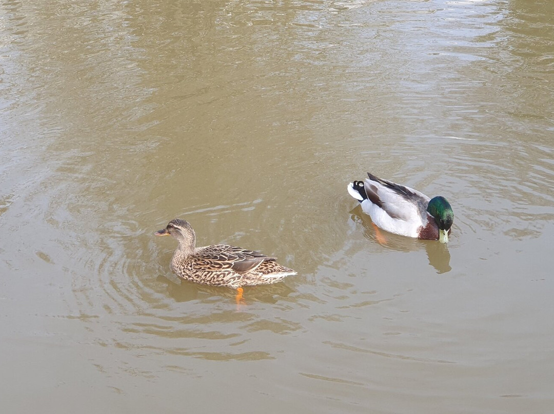 ABC Boat Hire-Northwich必去景点