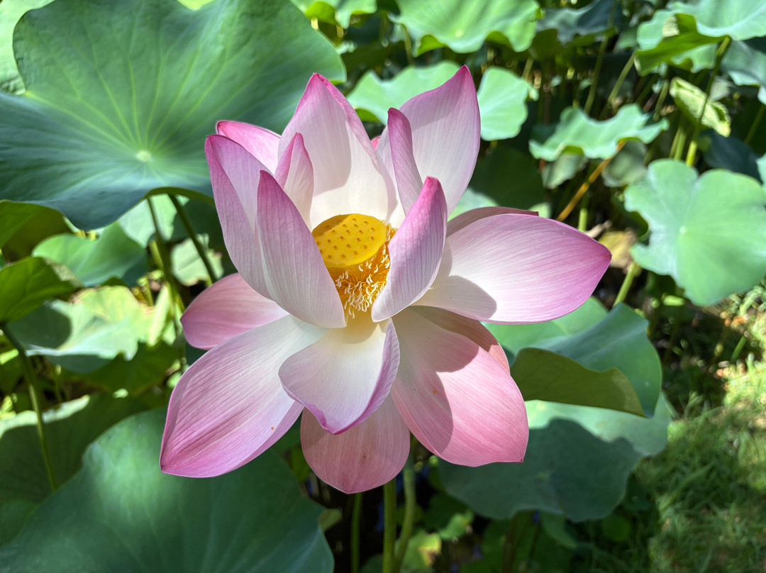 Sir Seewoosagur Ramgoolam Botanical Garden-庞波慕斯必去景点