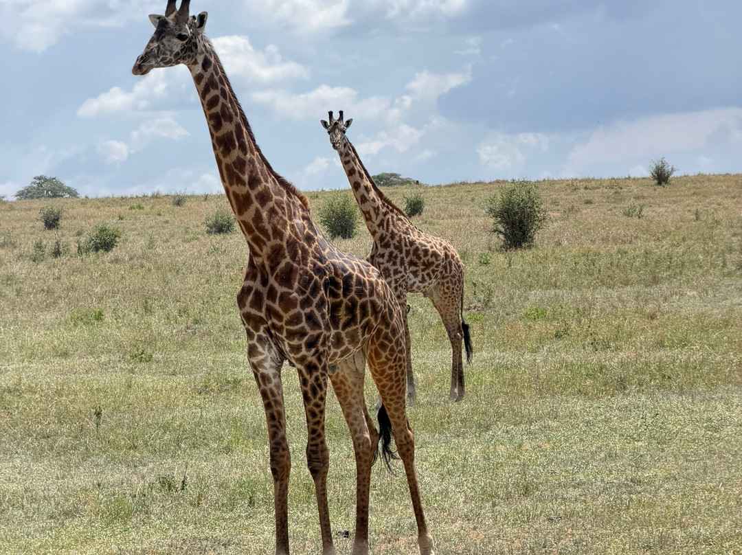 East African Safari And Touring Company-阿鲁沙必去景点