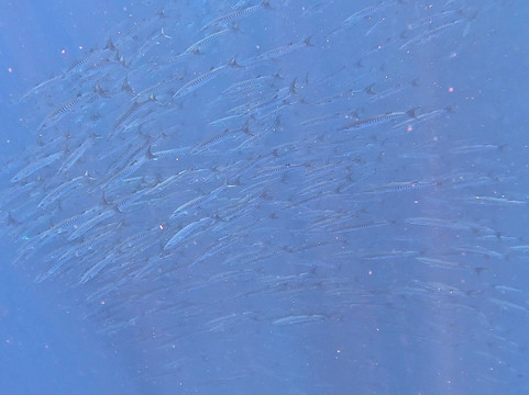 Panama Dive Center-Santa Catalina必去景点