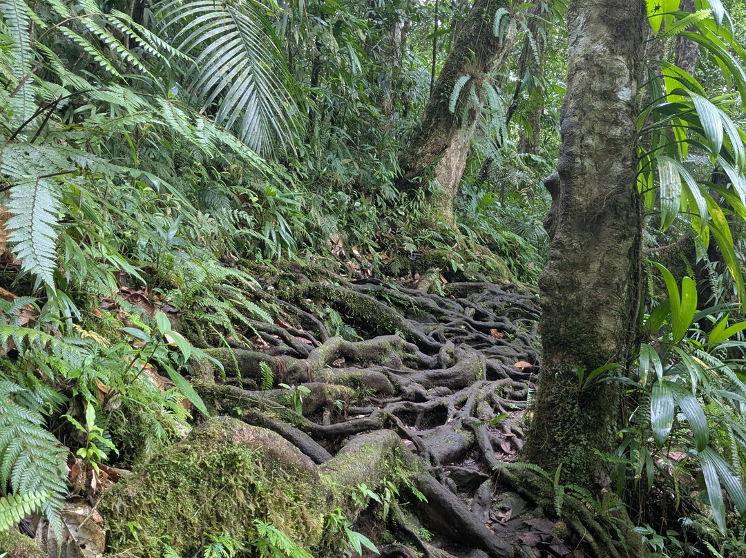 Grand Etang-Capesterre-Belle-Eau必去景点