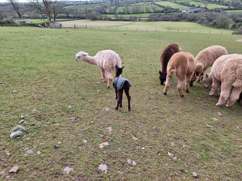 Pembrokeshire Alpaca Trekking-腾比必去景点