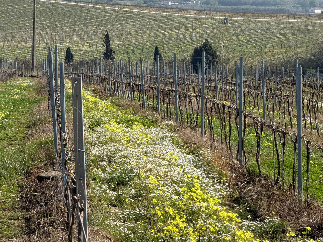 AdegaMae-托雷斯韦德拉什必去景点