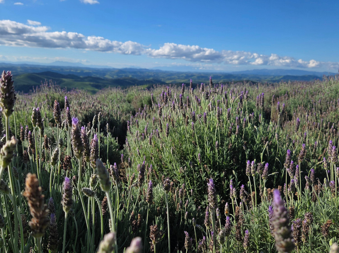 Lavandario-Cunha必去景点