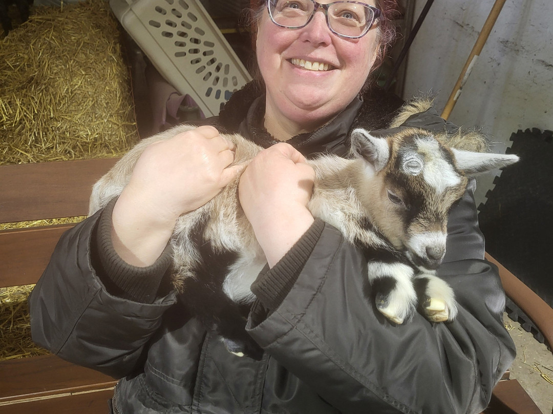 Udderly Ridiculous Farm Life-Blandford-Blenheim必去景点