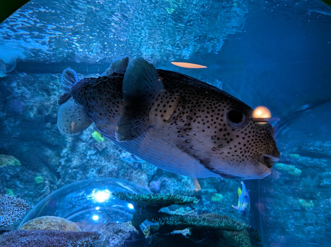 Aquarium At The Boardwalk-布兰森必去景点