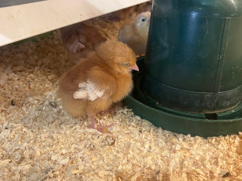 Longdown Activity Farm-Ashurst必去景点