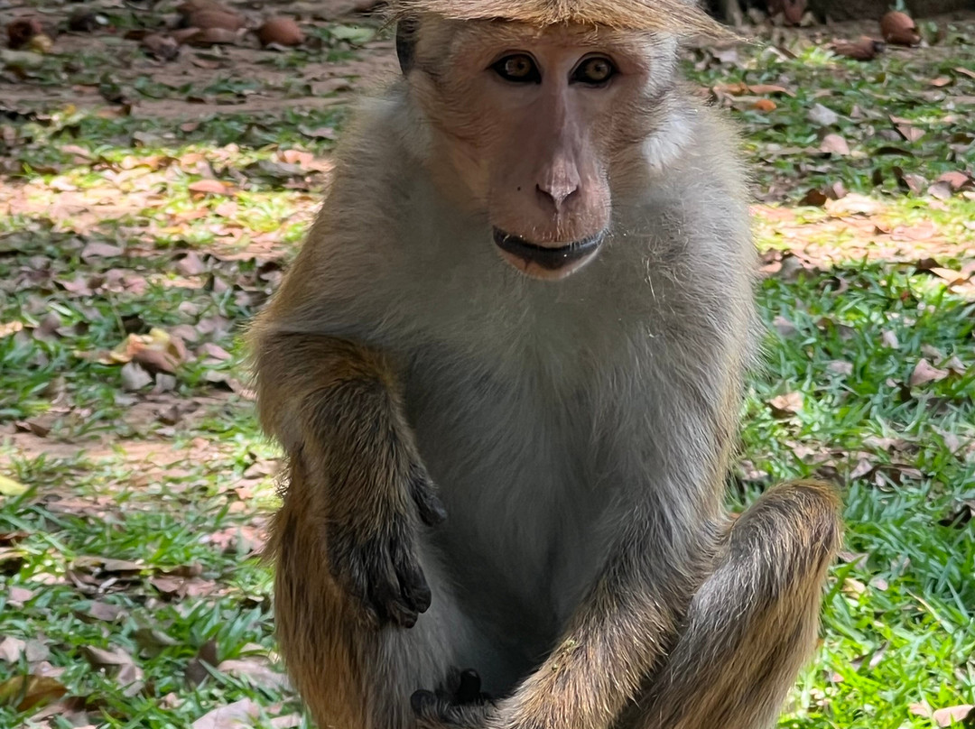 The Gilded Isle Lanka Tours-Melsiripura必去景点