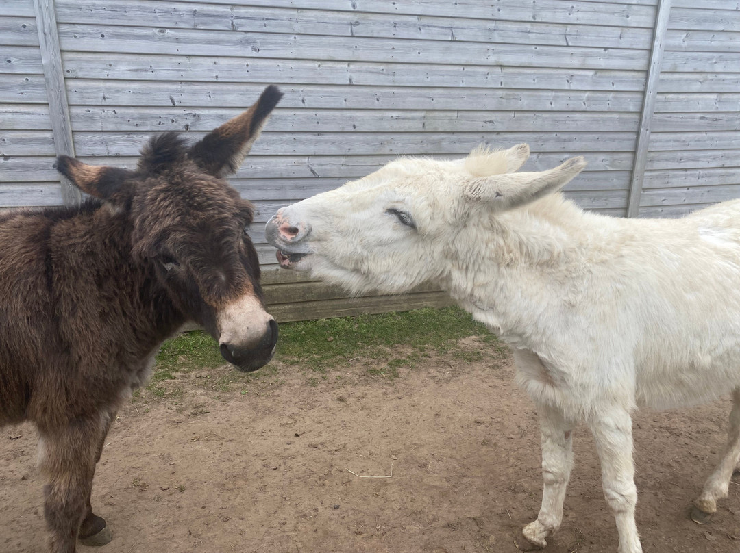 怀特岛毛驴之家-文特诺必去景点