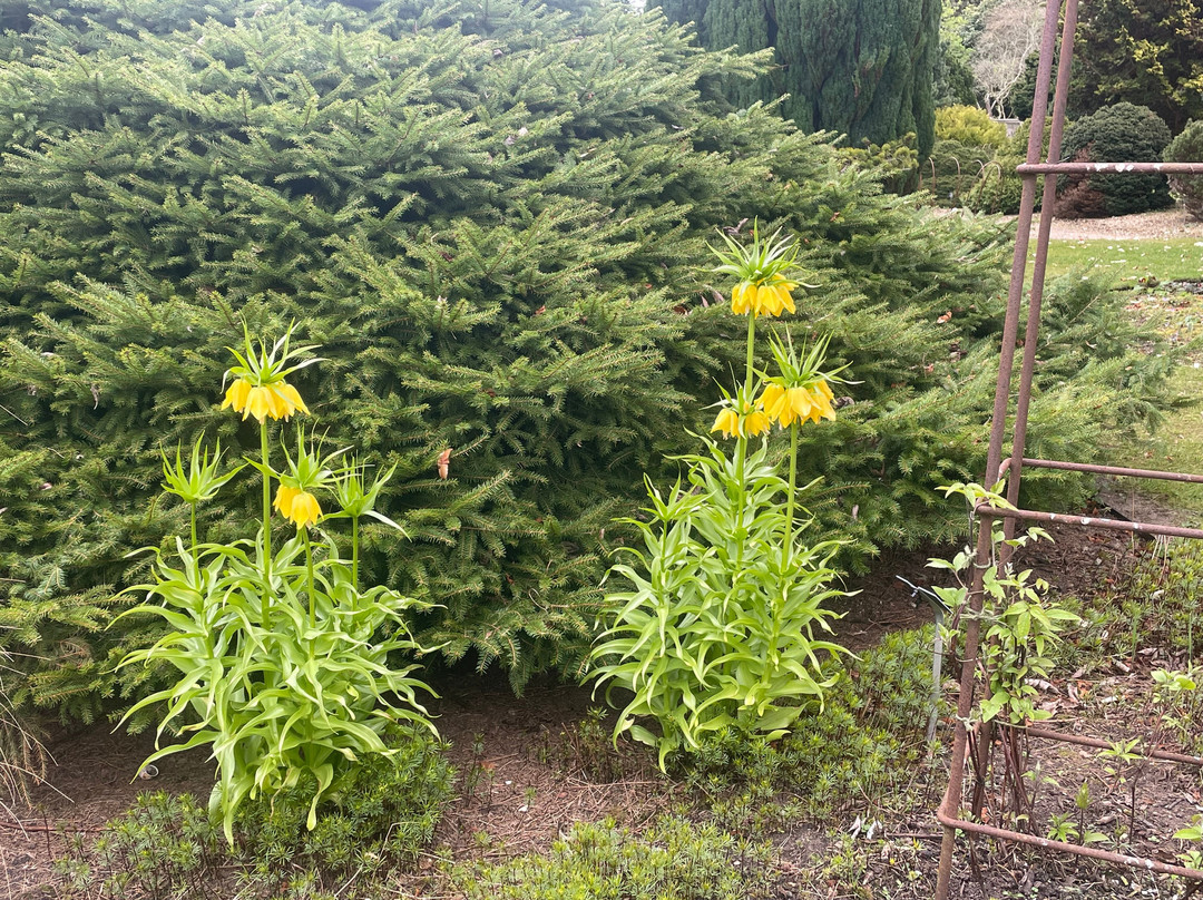 Sir Harold Hillier Gardens-罗姆西必去景点