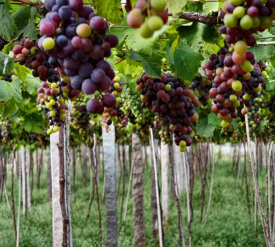 MSR Grapes Garden-Cumbum必去景点