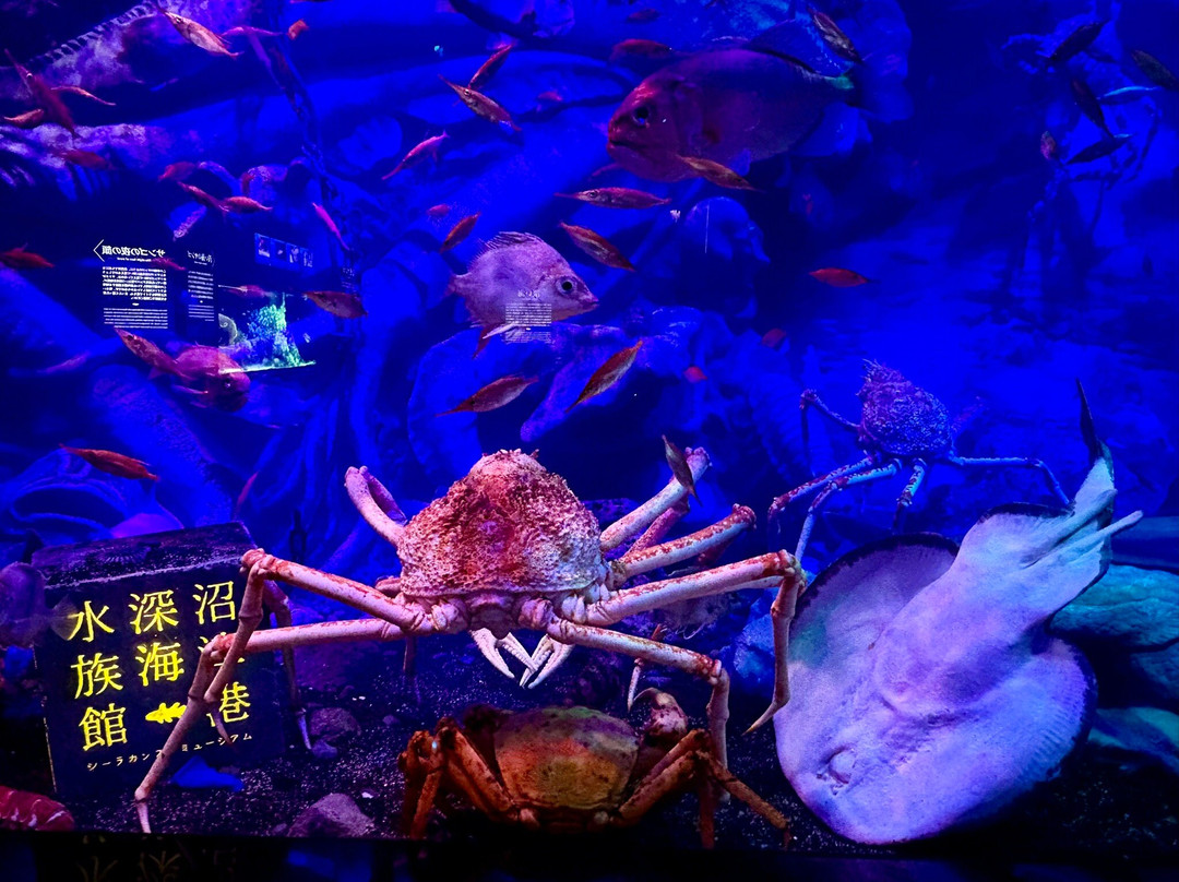 Numazu Deep Sea Aquarium-沼津市必去景点