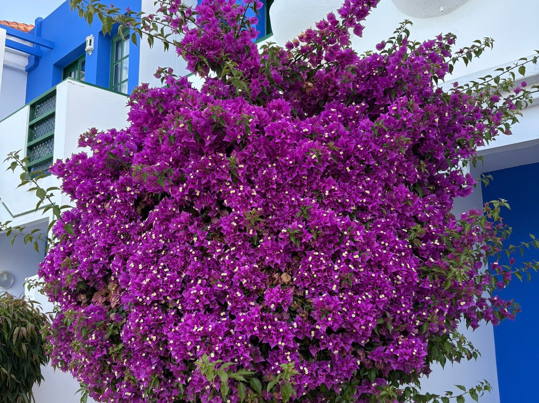 维斯塔弗洛平房主图