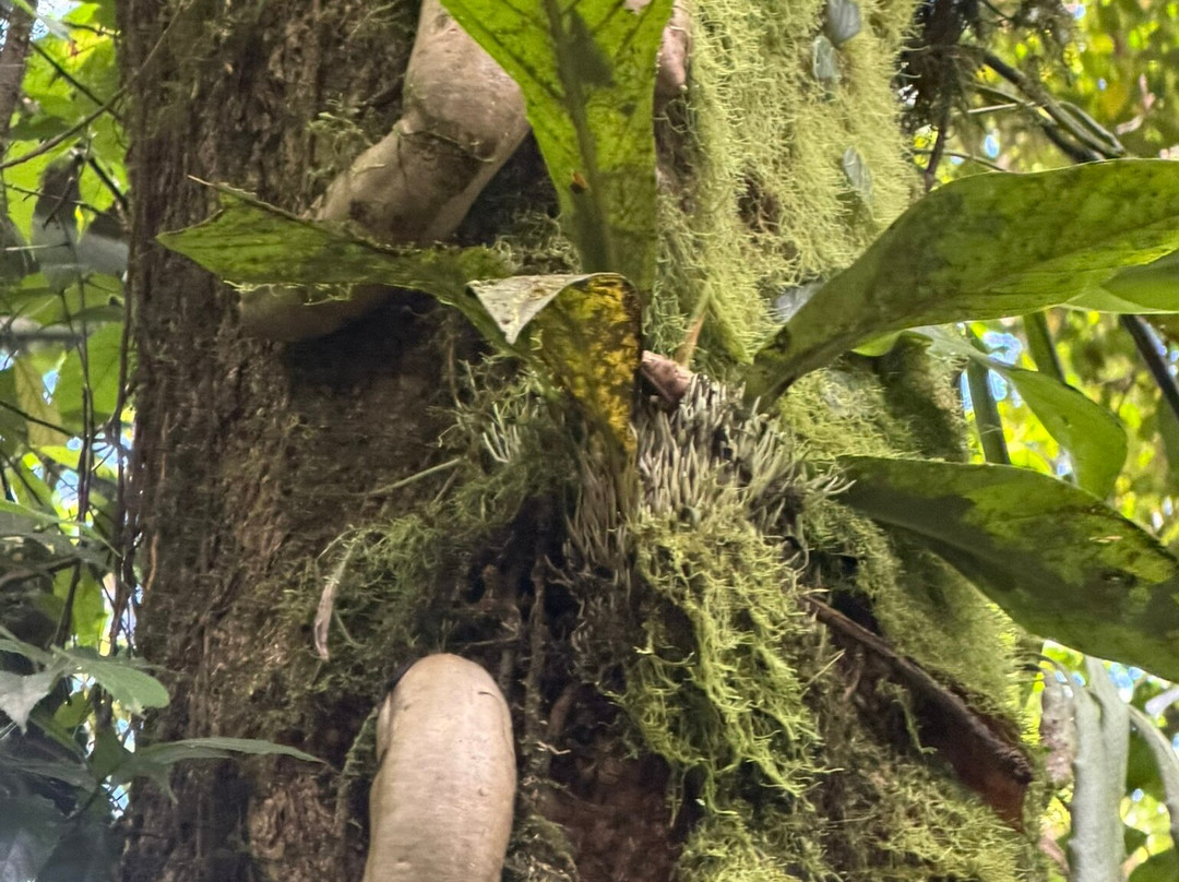 Heliconias Hanging Bridges Trails-Bijagua de Upala必去景点