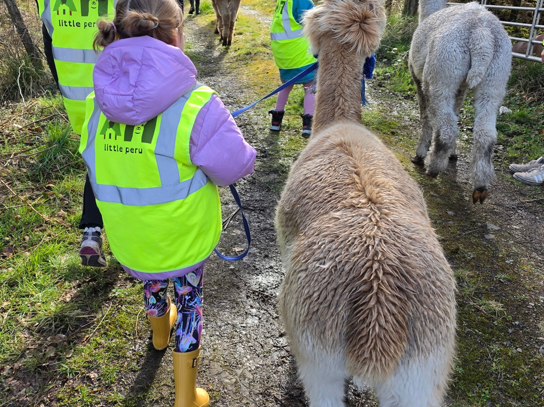 little peru alpaca trekking-Maybole必去景点