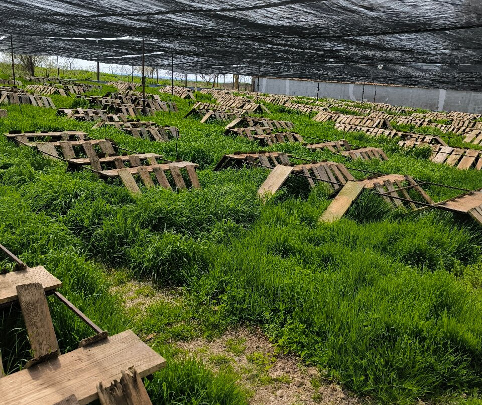 Snail Farm & Restaurant Eco - Telus-Balgarevo必去景点
